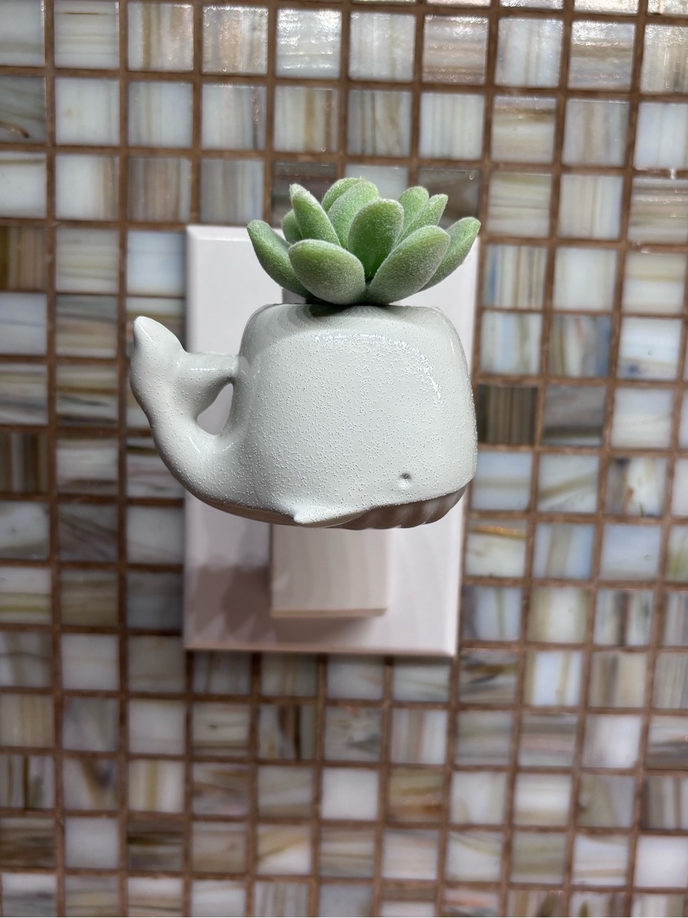 Whale and Succulent Wallflower Plug